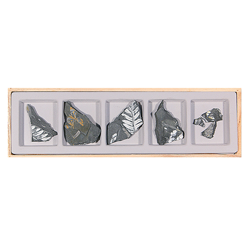 고사리5종화석표본