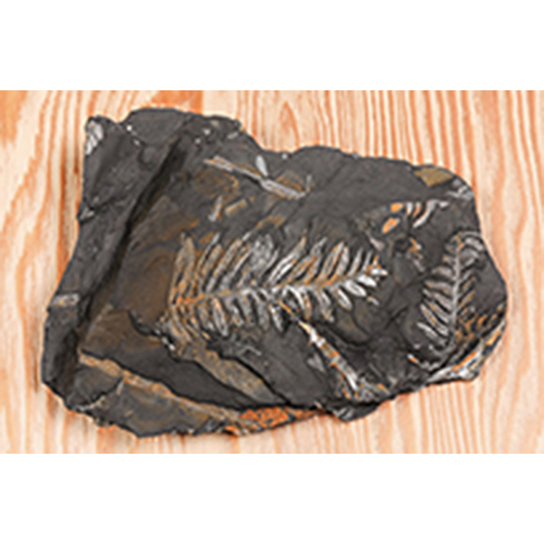 고사리화석(Madullosa, 전시용화석)