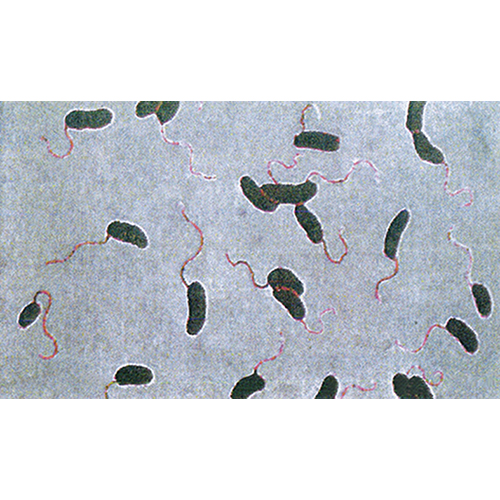 여러가지 세균(4종1조)
