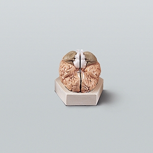 뇌의 구조모형(기본형) A형