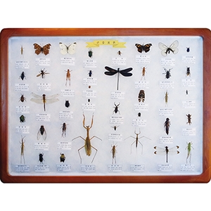 곤충표본 40종