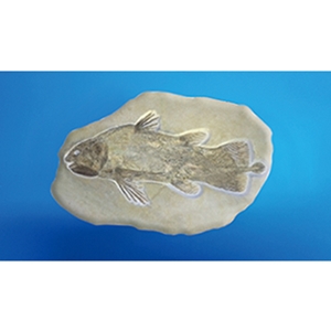물고기화석모형