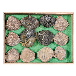 조개12종화석표본