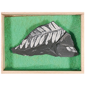 고사리화석(보급형)