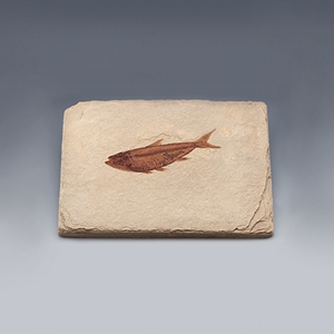 물고기화석(Bony Fish, 와이오밍, 전시용화석)