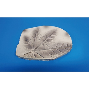단풍잎 화석모형