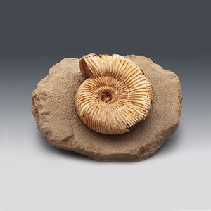 암모나이트 전시용화석(Ammonite)