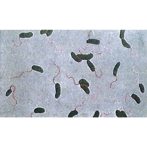 여러가지 세균(4종1조)