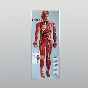 인체뼈와 근육모형(새교과서용)